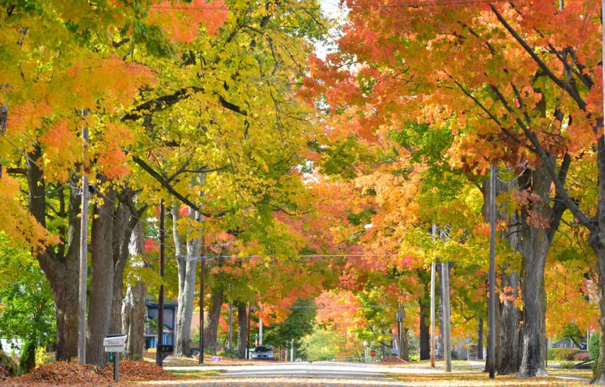 Colorful fall leaves on maple trees bordering the street